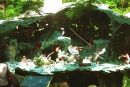 Tiger Balm Gardens, Haw Par Villa, Singapore